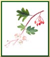 Aubépine