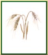 Blé