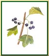 Cassis
