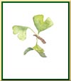 Ginkgo biloba