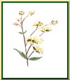 Reine des Prés