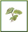 Rhubarbe