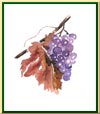 Vigne rouge