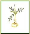 Konjac