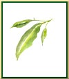 Thé vert
